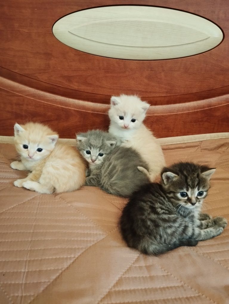 Кошенята шукають люблячу родину