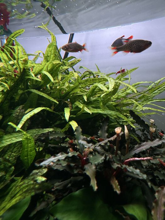 Rasboras Galaxy (Danio margaritatus)