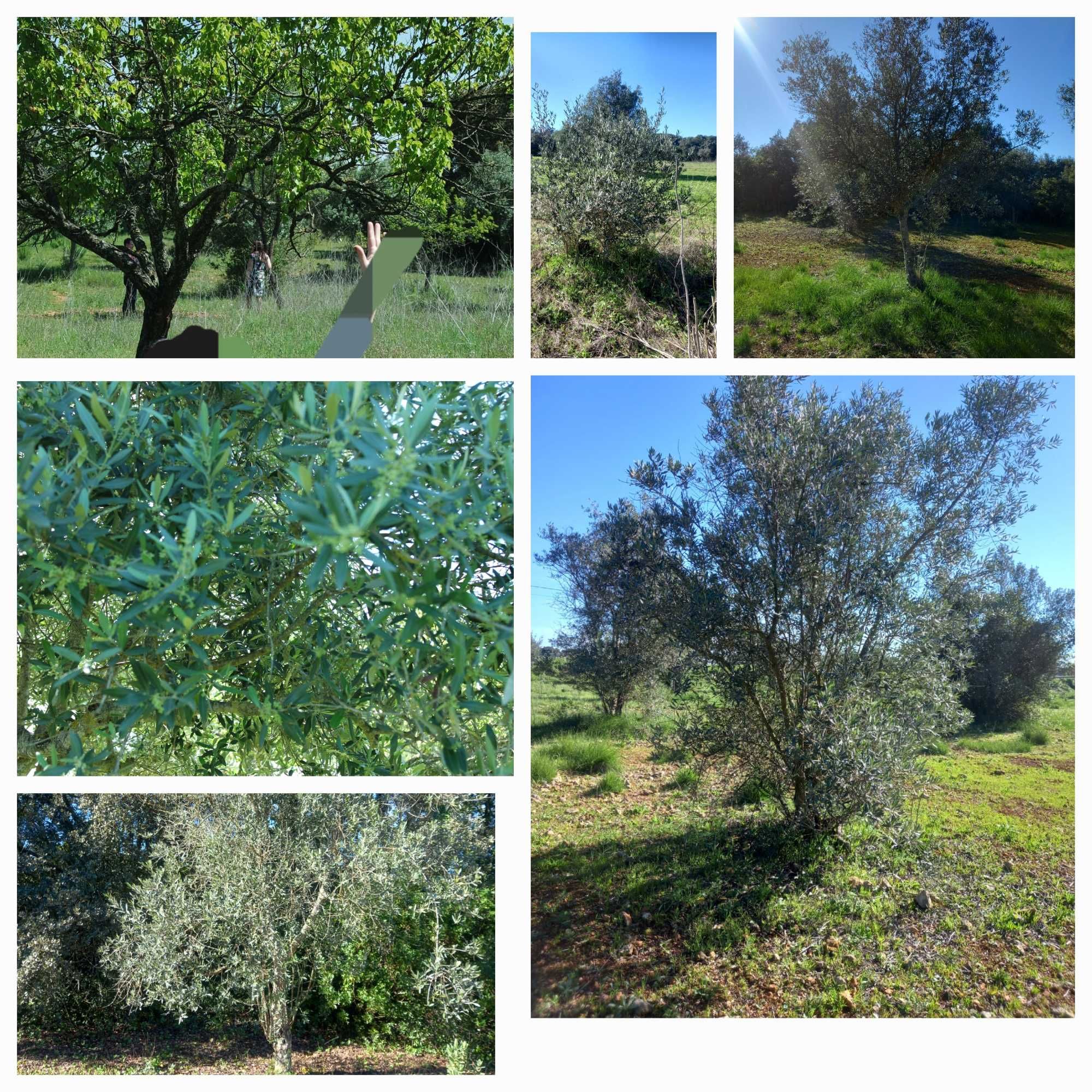 Terreno 6.500m2 com oliveiras Santarém