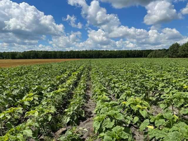Siew Pasowy StripTill Claas Mzuri 4T Usługi Amazone  Mulczer Tempo