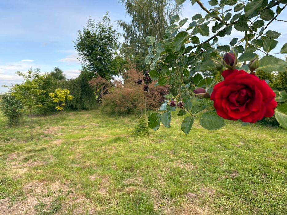 Kwaczała działka 4948 m²ogrodzona z mediami, garażem i ogrodem 5min a4