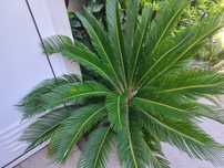 Sicas para jardim