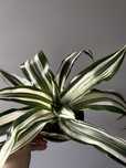 Dracaena White Jewel