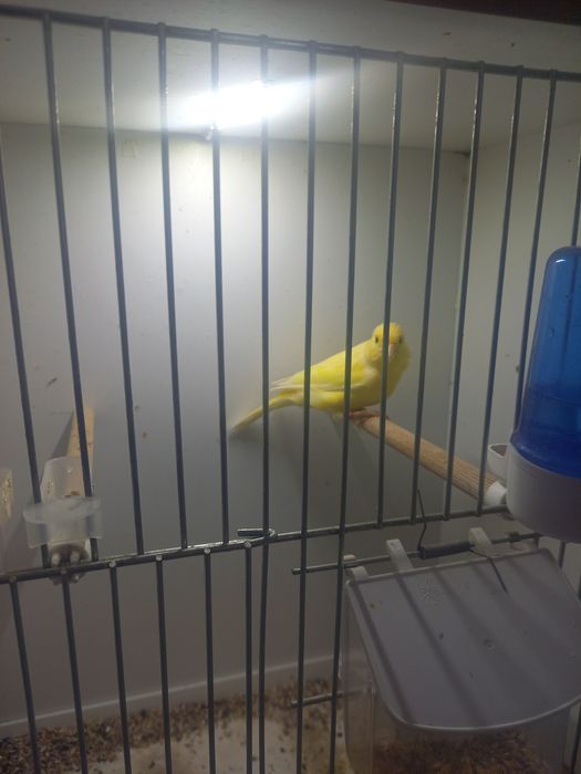 Kanarek wodnotokowy samczyk 2024