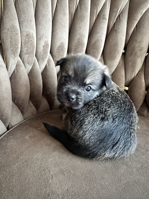 Pieski mieszańce Shih Tzu