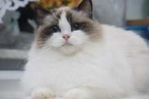 Kotka Ragdoll - Adopcja płatna
