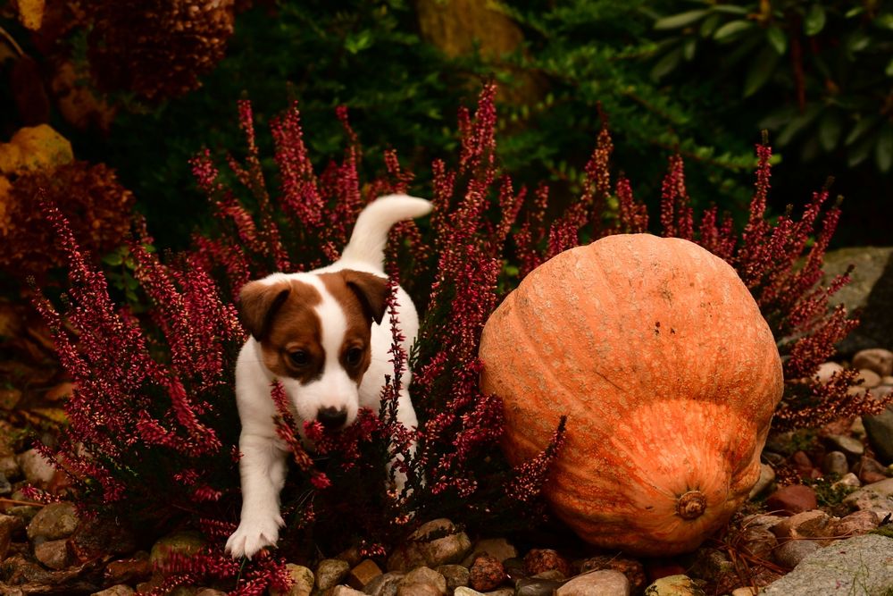 Piękna suczka Jack Russell Terrier