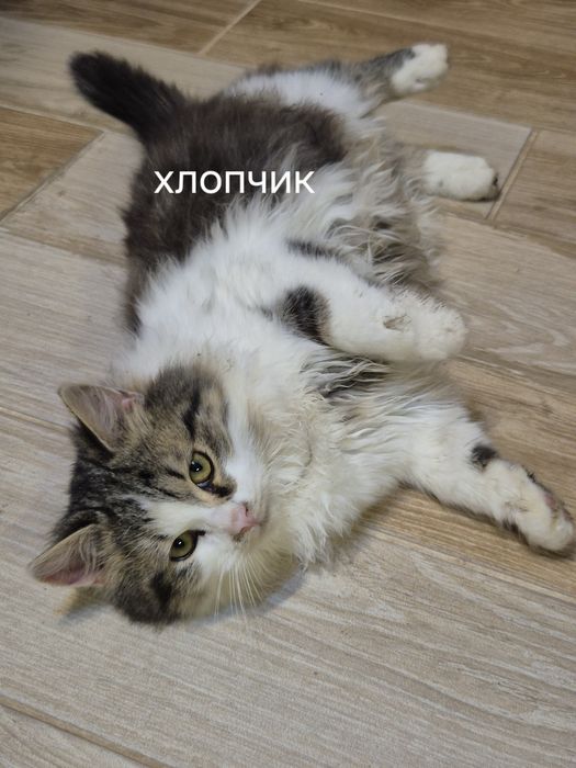 Животные бесплатно