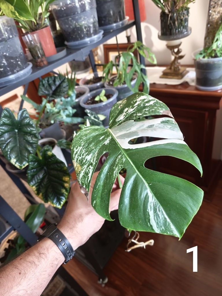 Monstera albo variegata