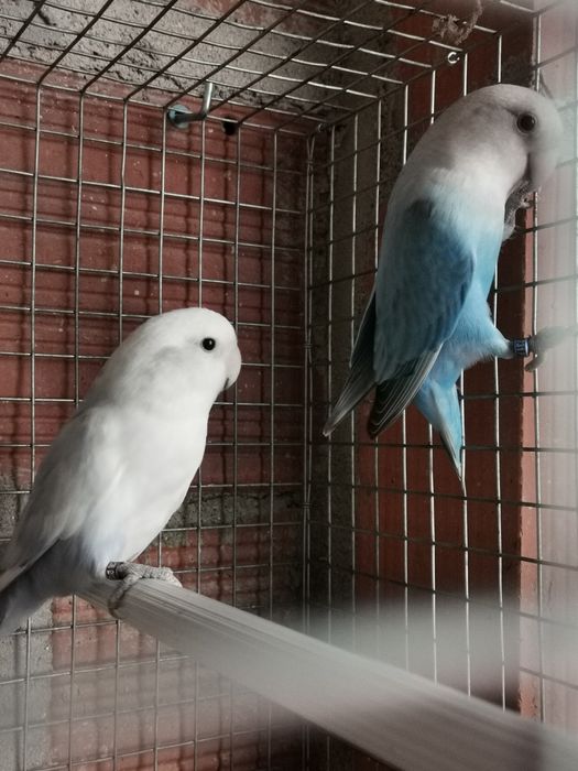 Casal reprodutor disponível