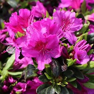 Рододендрон и азалия саженцы