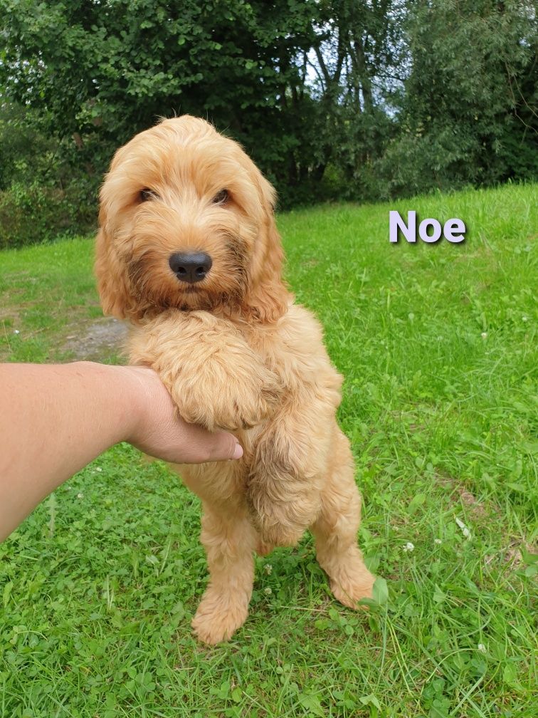 Cockapoo. Hybryda. Chłopczyk Noe.