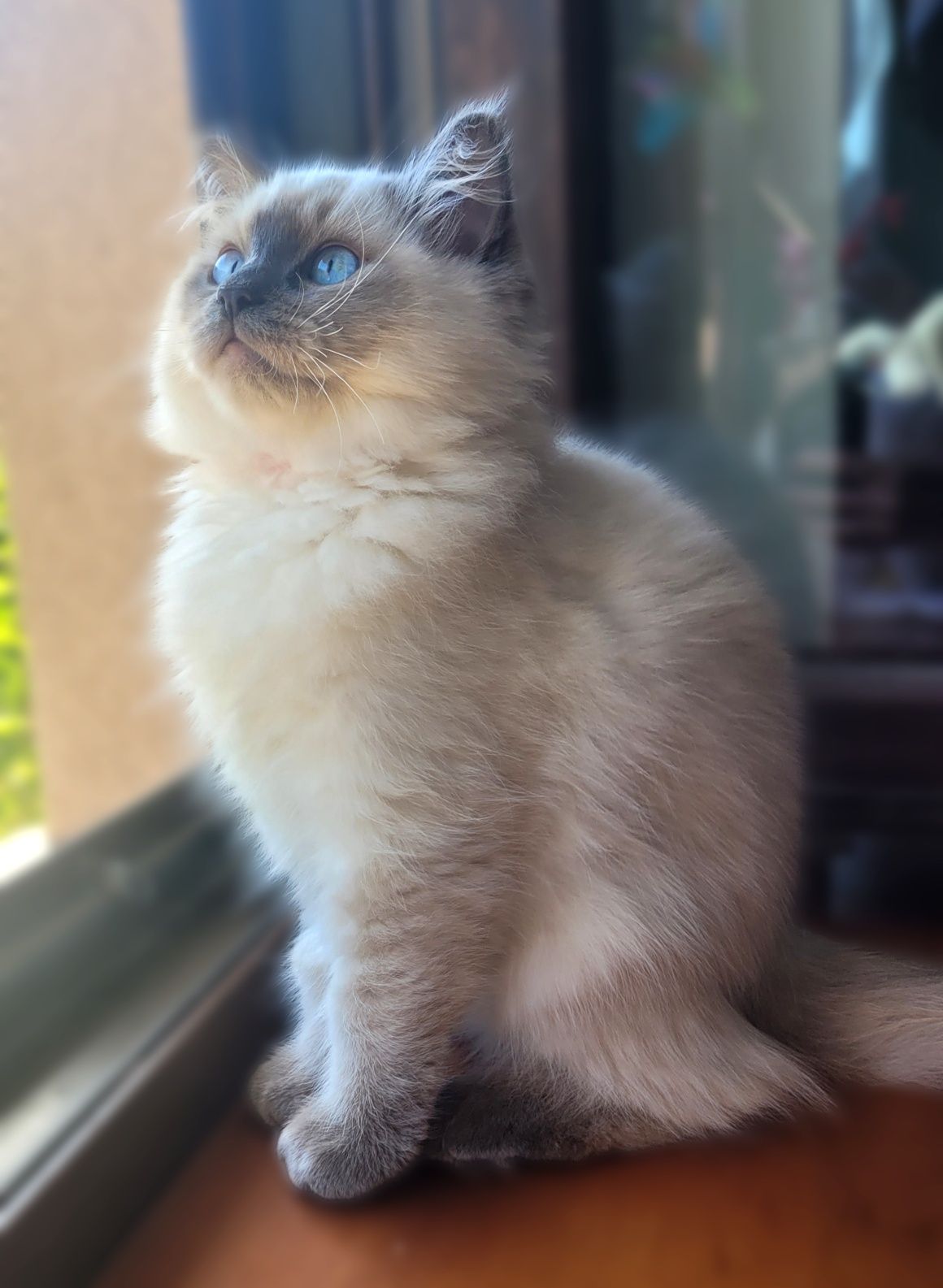 Kotka Ragdoll, gotowa do odbioru, już po kastracji