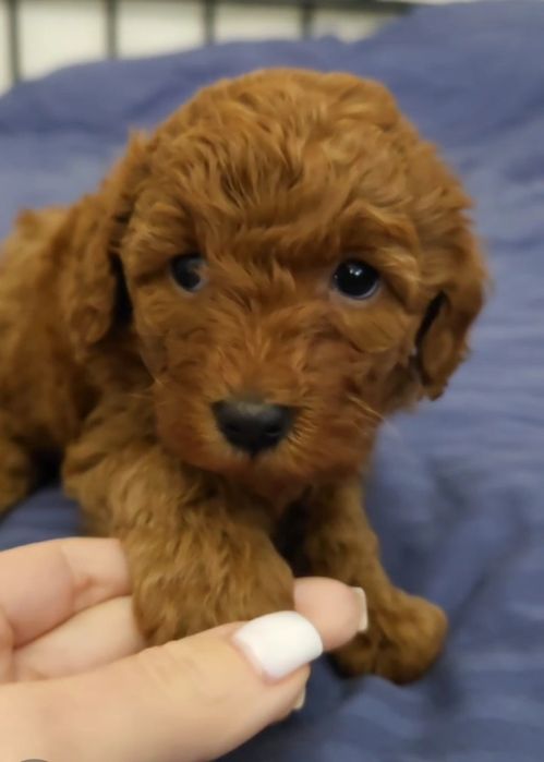 Міні цуценя мальтипу, той пуделя