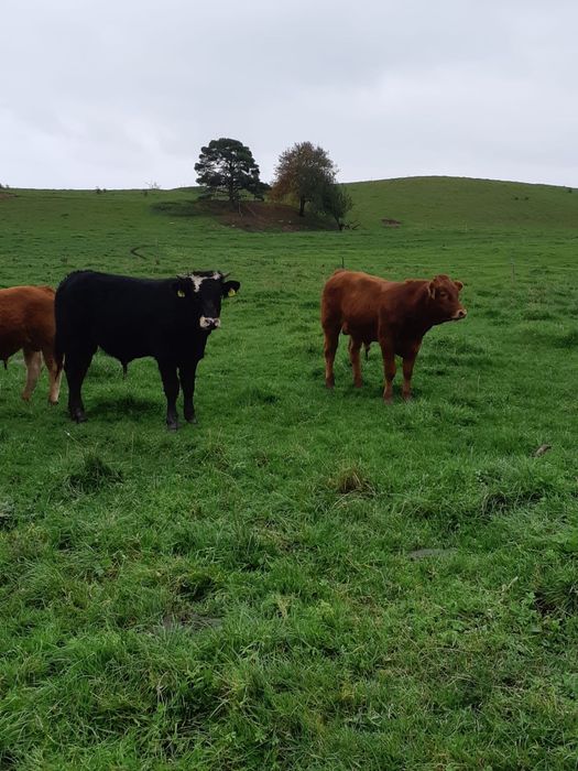 Sprzedam odsadki: 13byczkow,11jałówek, tel: 5.0.0.6.3.3.5.1.9