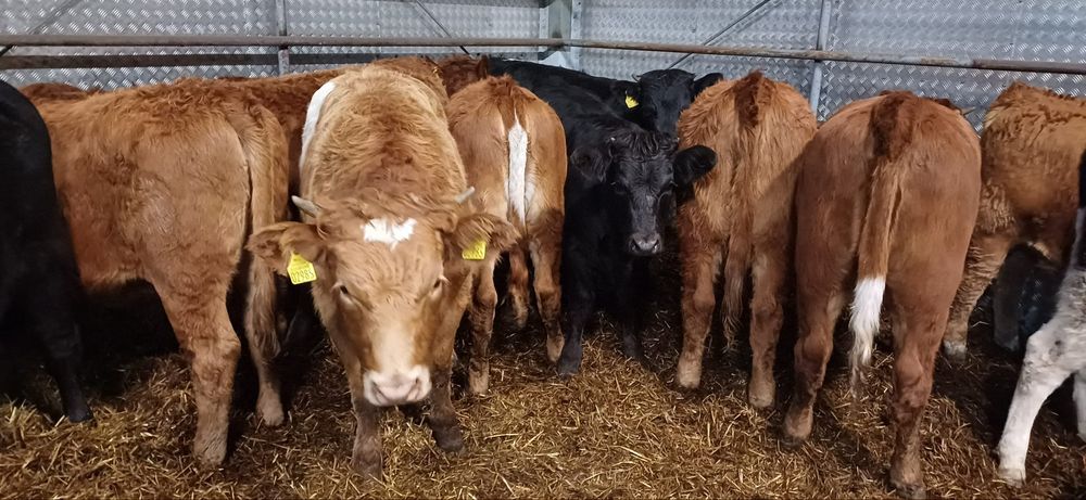 Sprzedam 16 sztuk jałowek odsadkow  300 kg