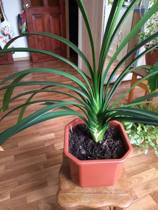 Продам комнатные цветы