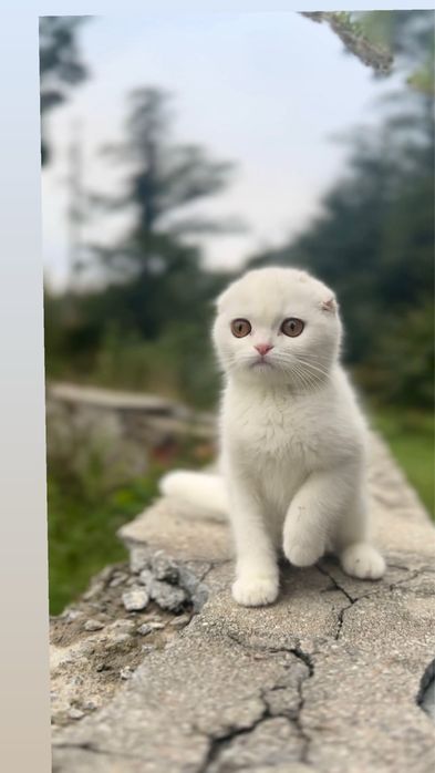 Кошенята малеча срібні біленькі малюки шотландські висловух котеняя