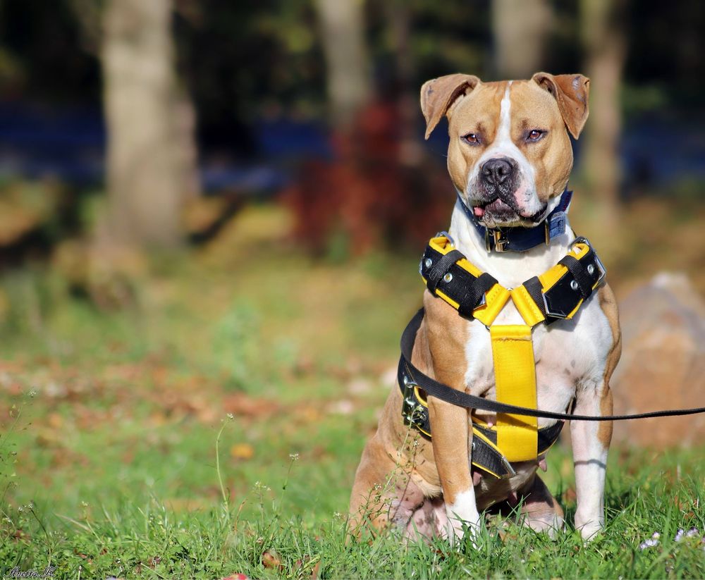 Ginger- rodowity Pitbull po przejsciach czeka na swój dom