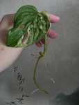 Monstera adansonii variegata