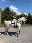 Vendo cavalo russo