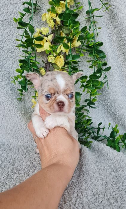 Excecional menino merle Chihuahua/Chiuaua. LinhagemRussa