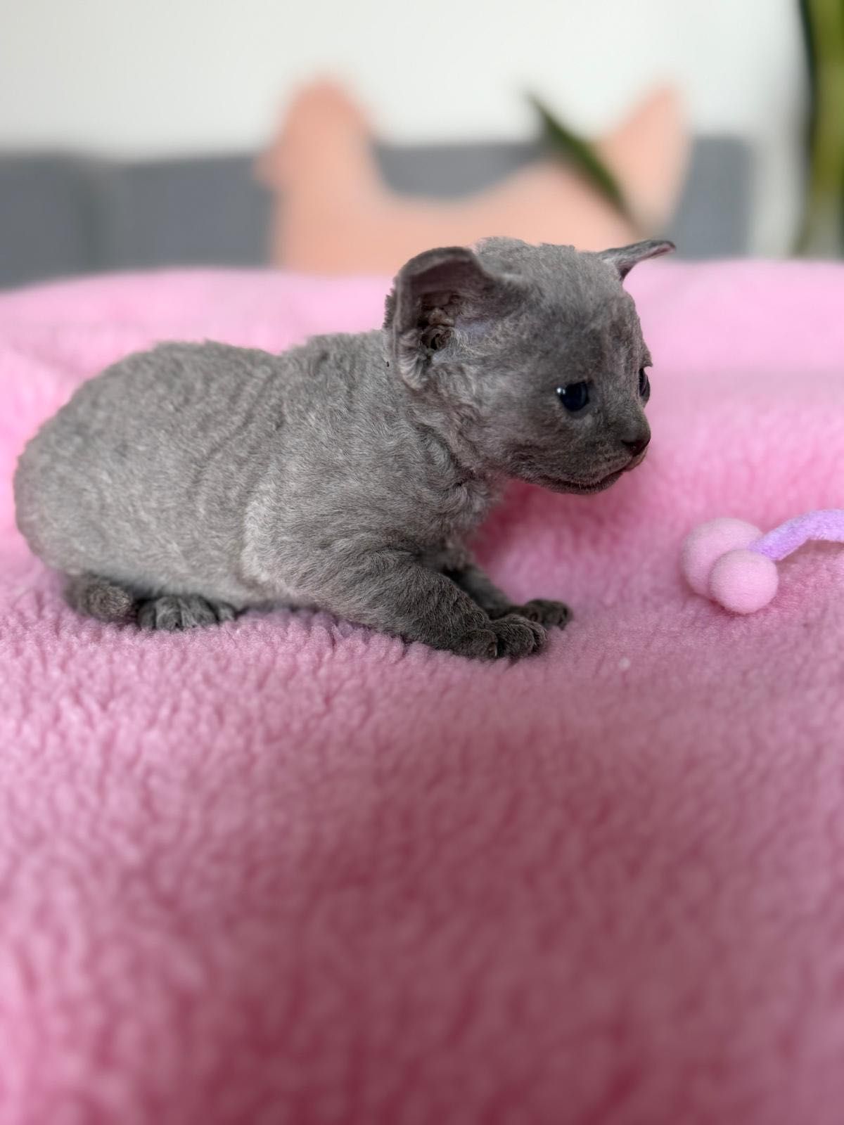 Kotka niebieska Devon Rex z rodowodem