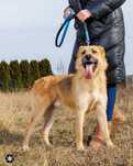 Wyjątkowy George o charakterze labradora szuka domu
