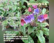 Miodunka 3 kolory kwiatów