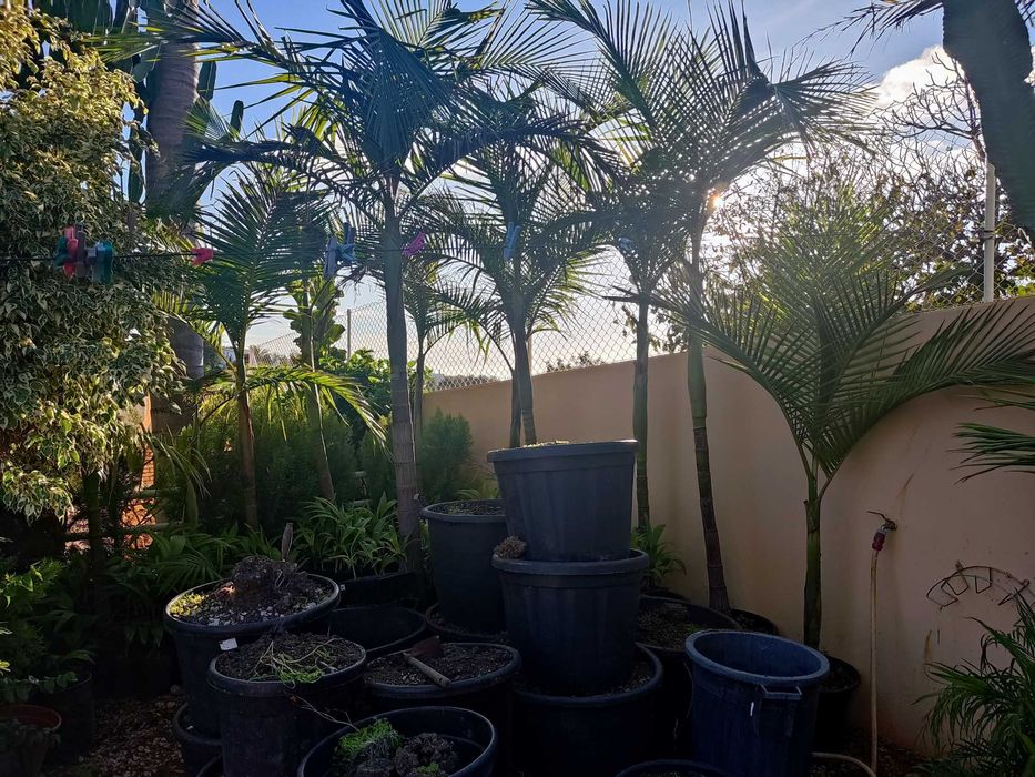 Palmeira Real Australiana