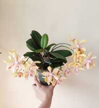 Орхідея Джулія або ринх, дітка орхідеї