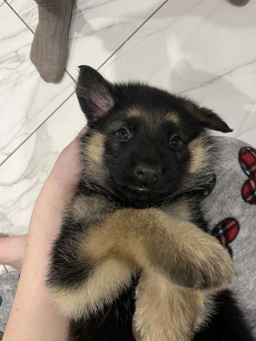 Щенки немецкой овчарки