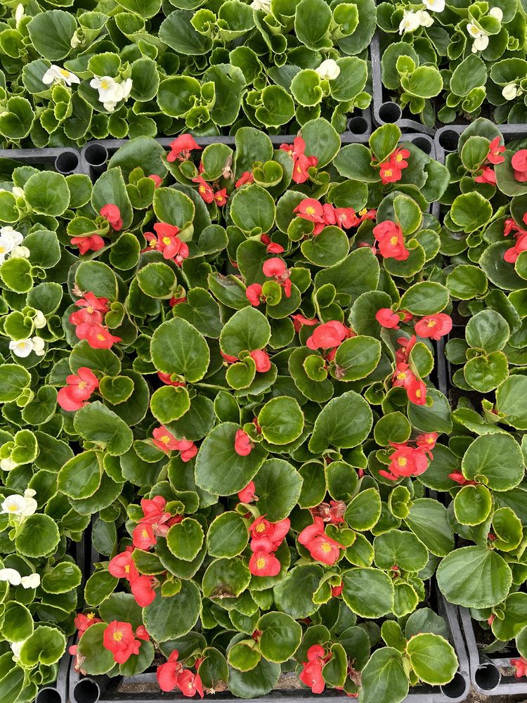 Begonia semperflorens czerwona biała różowa