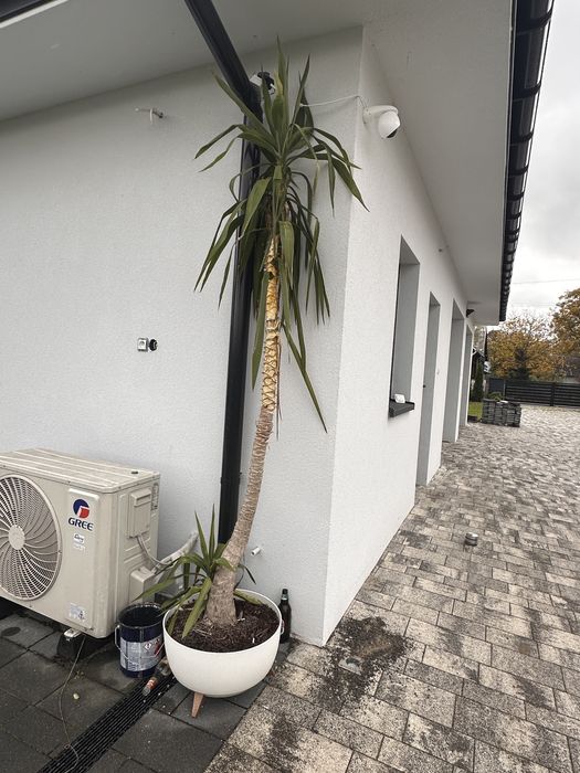 Juka ok 3m z donicą