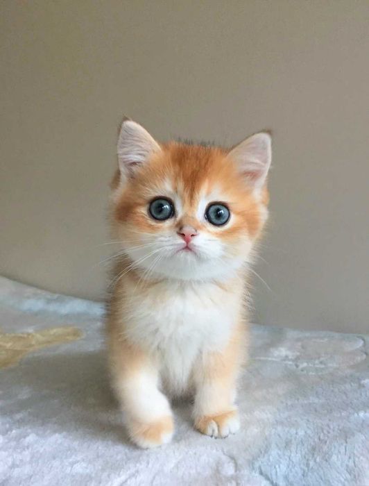 Kocurek szkocki,  color złota szynszyla