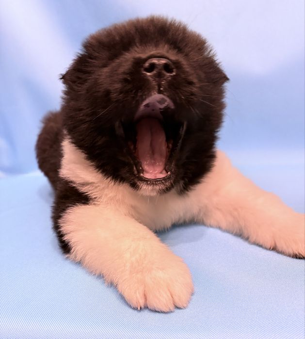 Akita Amerykańska piesek ZKwP /FCI