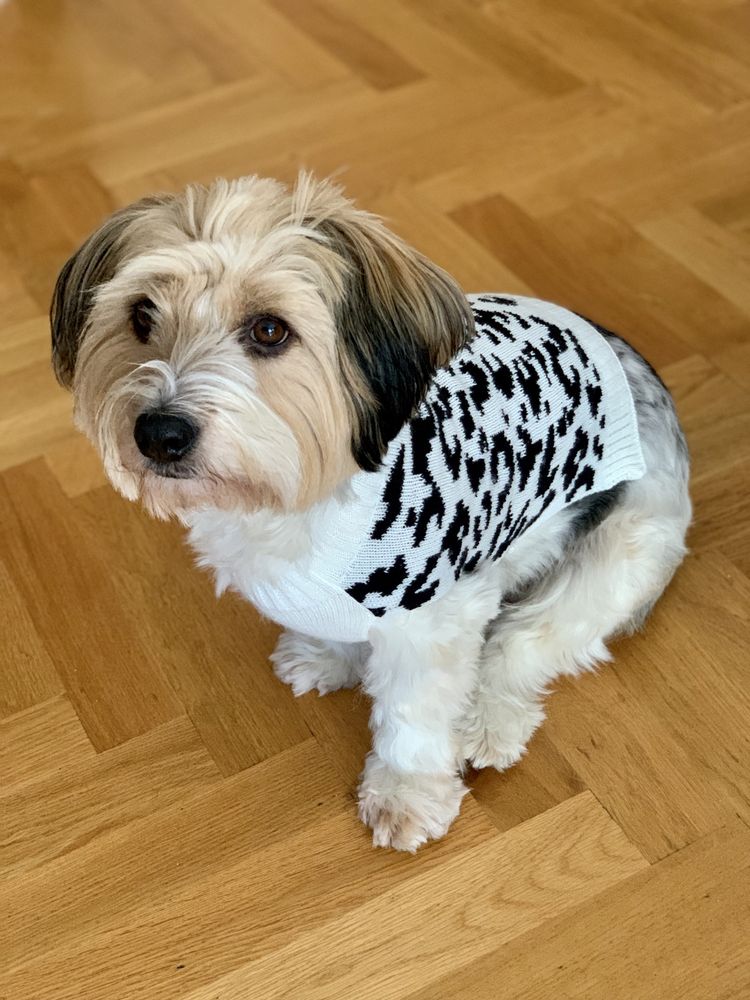 Sweterek ciepły w panterke dla psa ubranko T.kmax