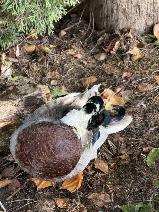 Callduck kaczka miniaturowa kaczorek