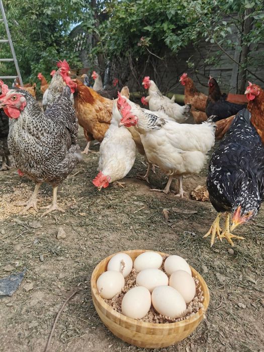 Jajka wiejskie z wolnego wybiegu