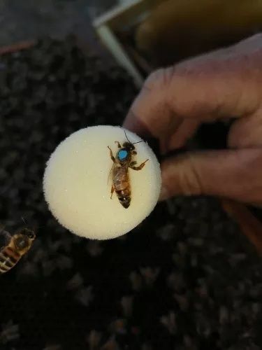 Canetas marcador para abelhas rainha - apicultura - novas