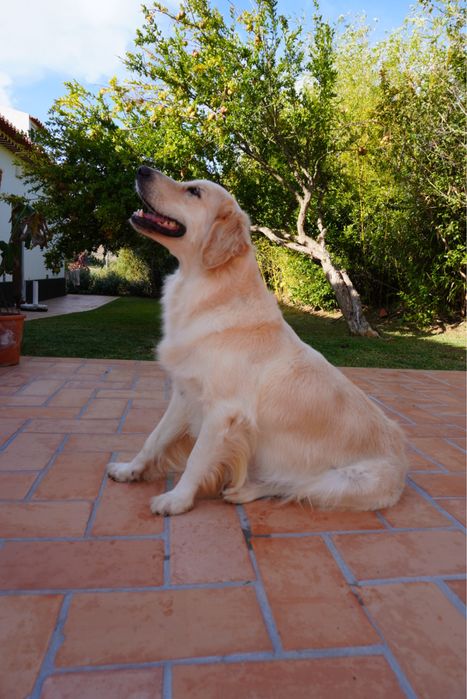 Golden Retriever TOP