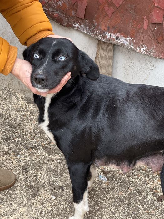 Шукає родину красуня