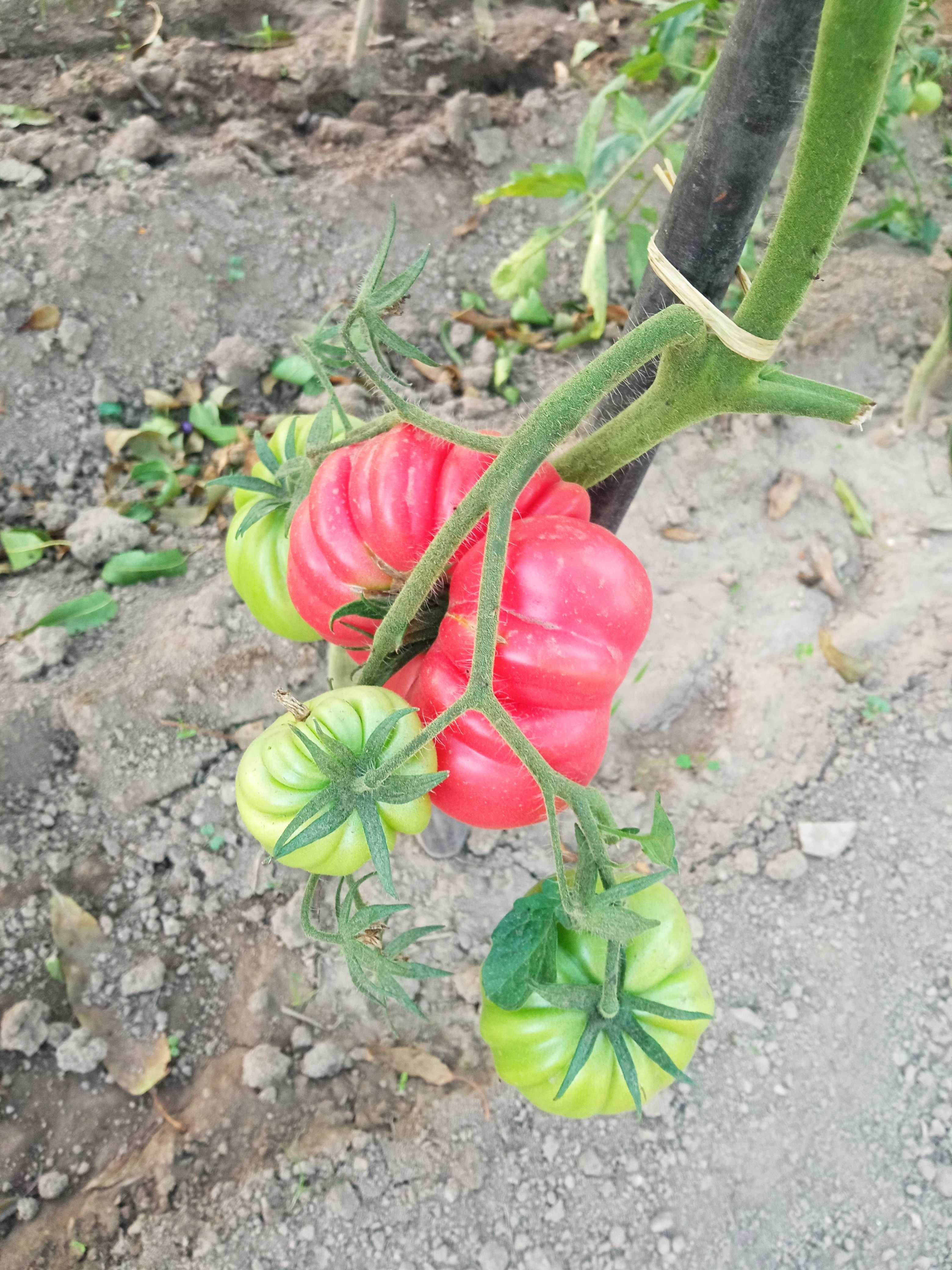 Sementes de 5 variedades de Tomates Especiais