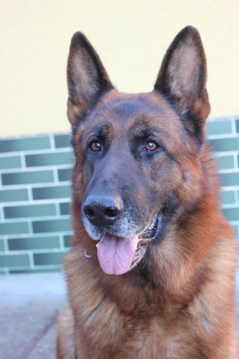 Пропонується кобель німецької вівчарки для вязки