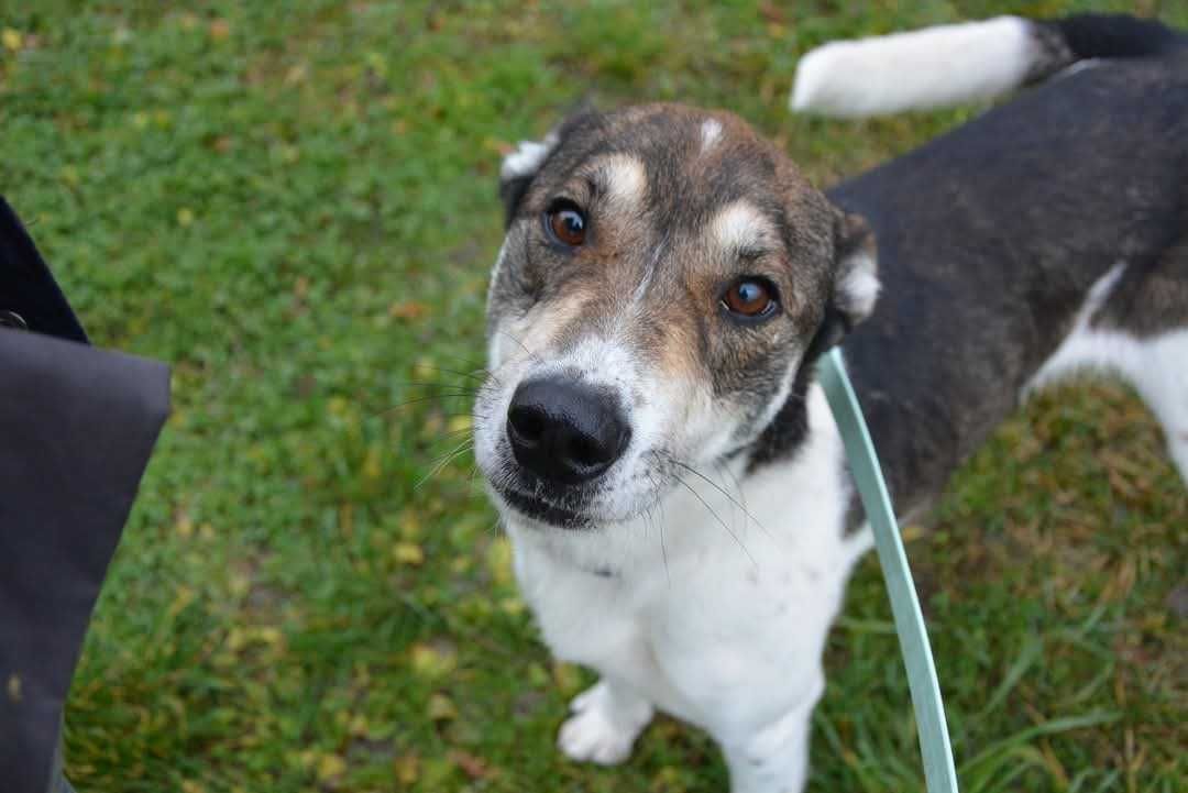 Smart śliczny, mądry pies szuka domu ADOPCJA