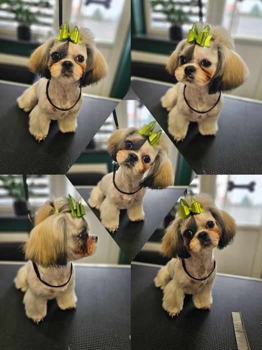 Strzyzenie psów, salon dla psów i kotów PUPIL