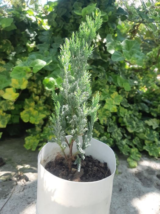 Блю чип можжевельник горизонтальный