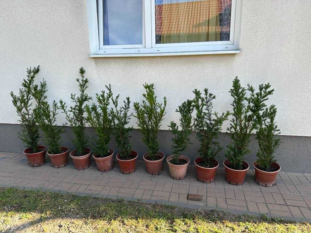 Cis pośredni Straight Hedge