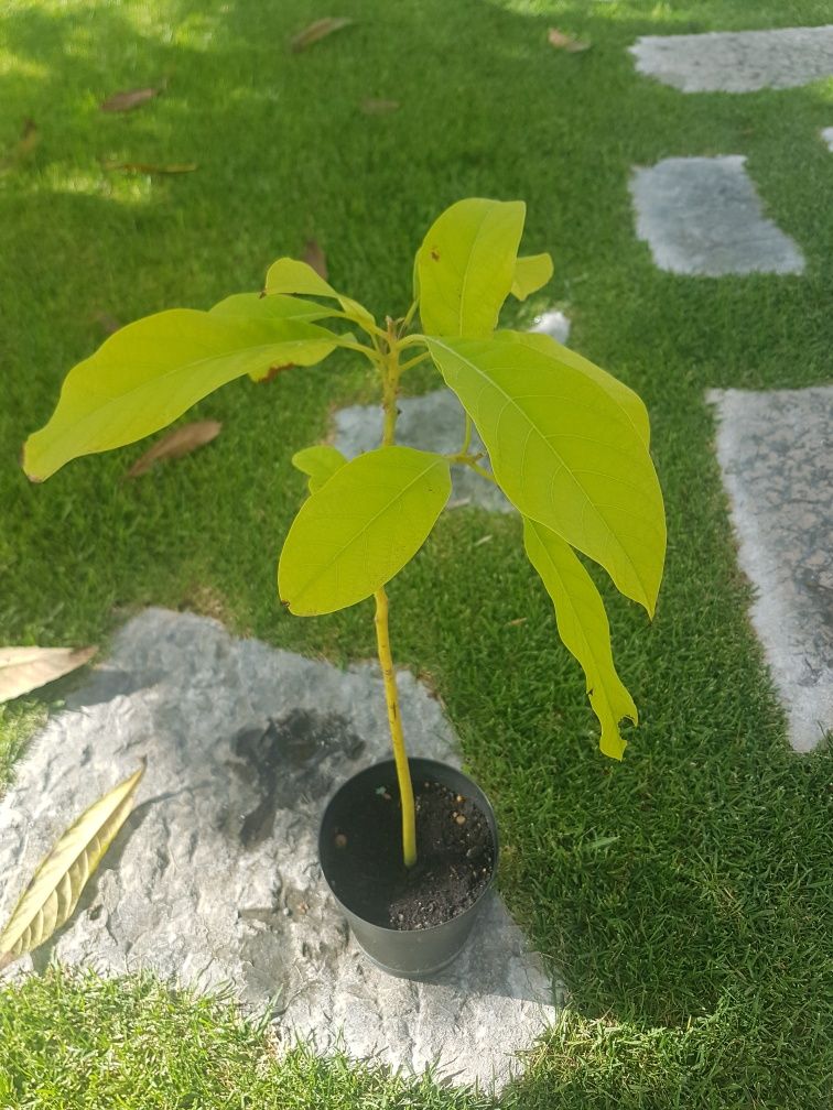 Abacateiros prontos para transplantar ,desde 4 €.