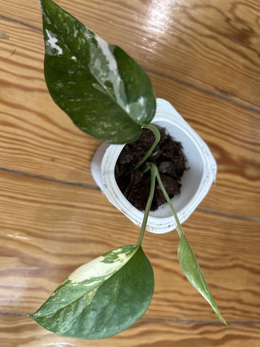 Epipremnum Pinnatum Albo variegata